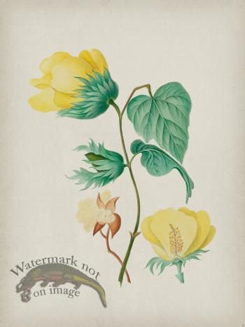 Andean Botanicals 005